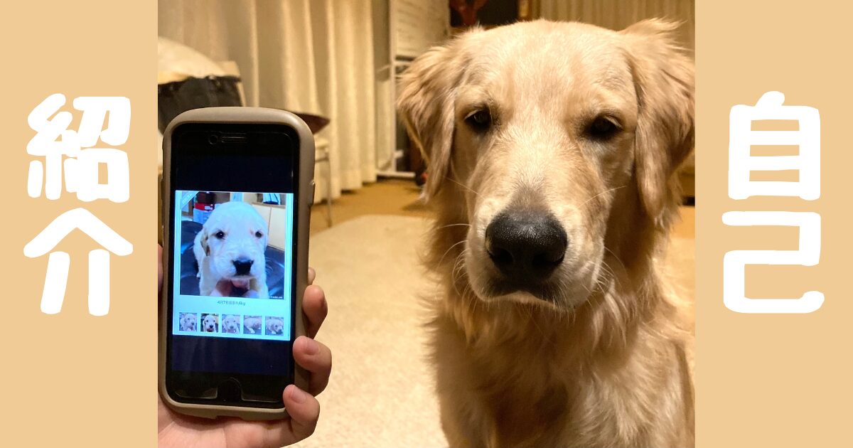 ゴールデンレトリバーの写真