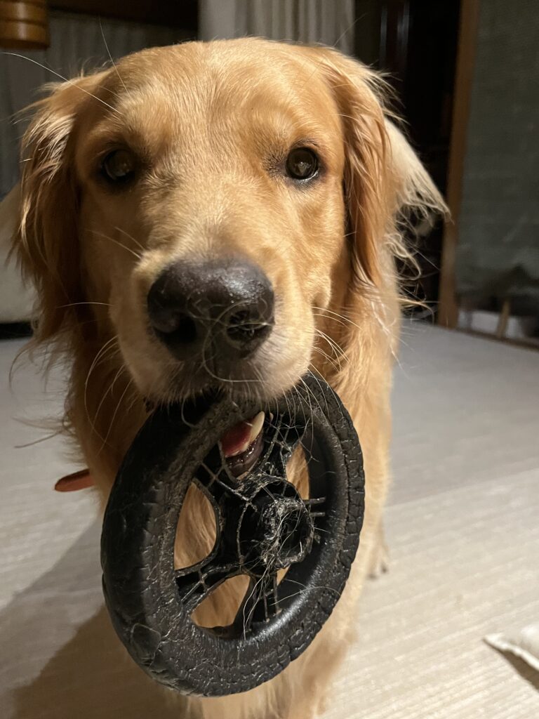 遊ぼうとせかすゴールデンレトリバー