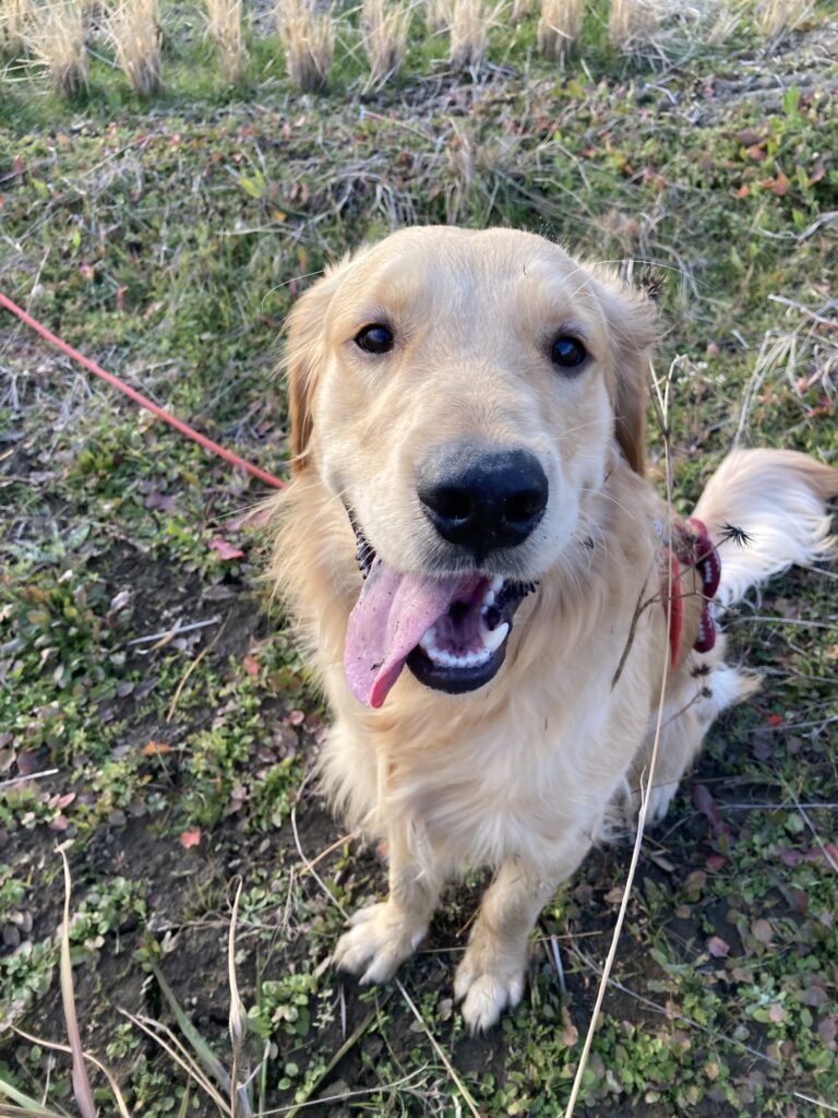 離れ目のゴールデンレトリバー