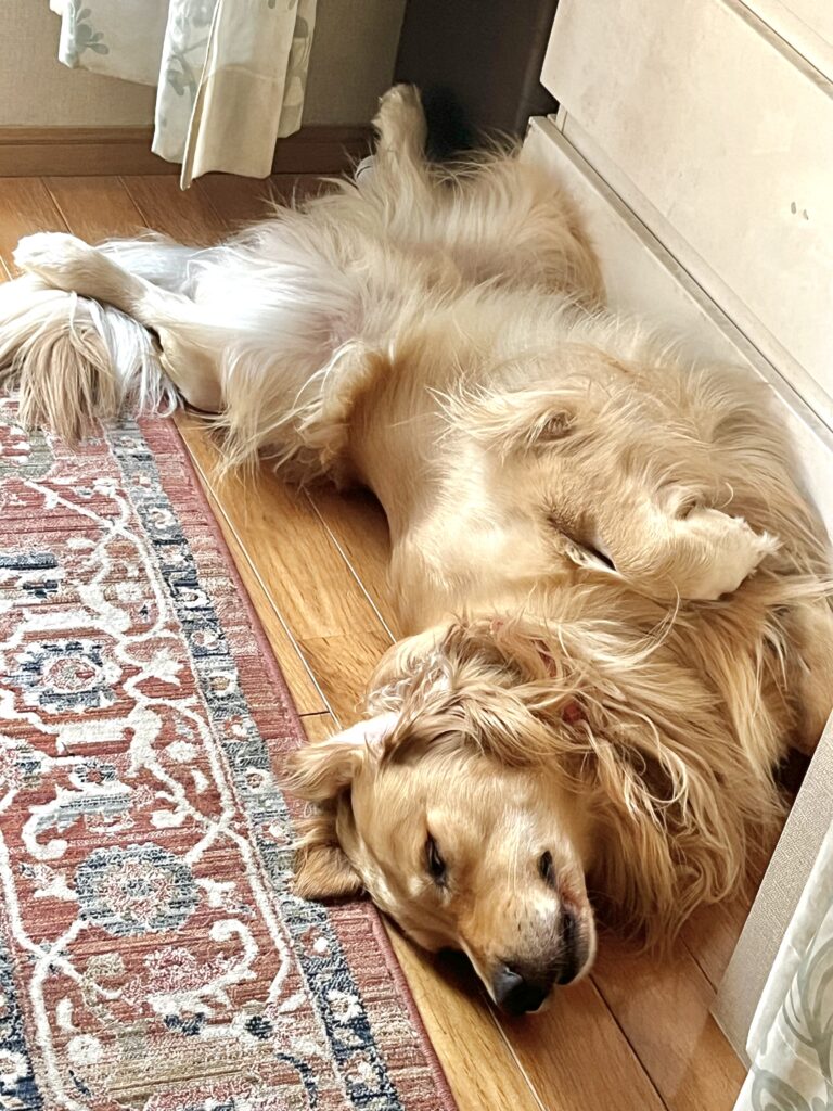 てんかんの犬　ぐっすり睡眠中