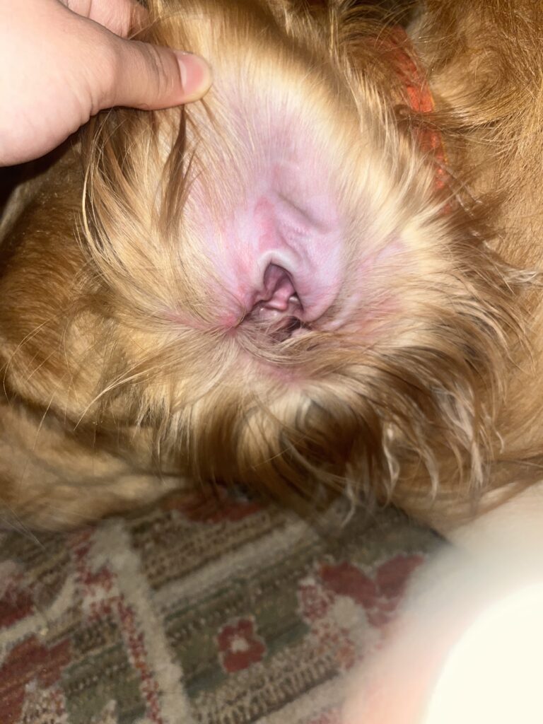 てんかんの犬　耳に湿疹