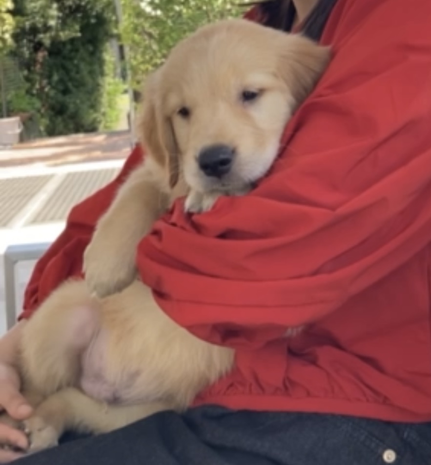 初めてミニを抱っこした日