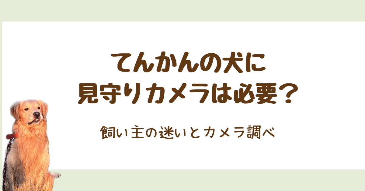 てんかんの犬に見守りカメラは必要？