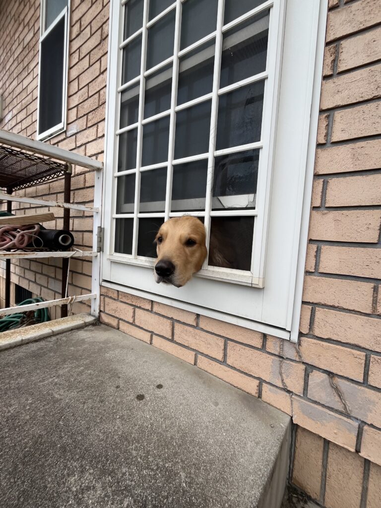 てんかん犬のお留守番