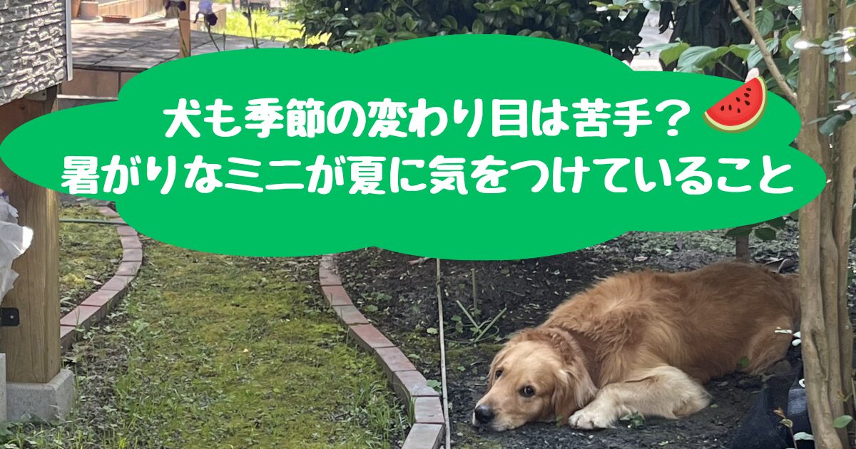 犬も季節の変わり目は苦手？暑がりなミニが夏気をつけていること