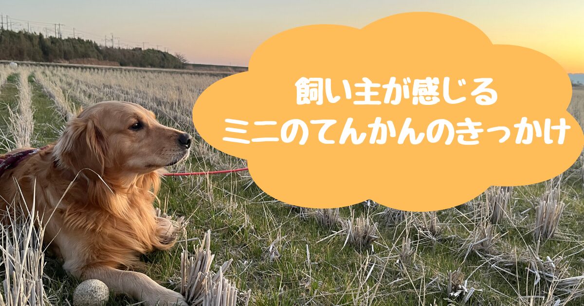 飼い主が感じるミニのてんかんのきっかけ